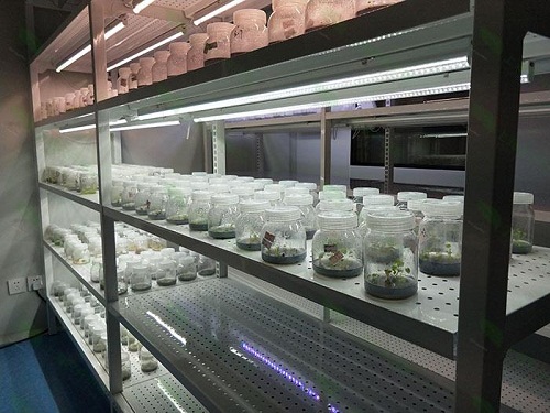 海阳植物组织培养实验室设计建设方案